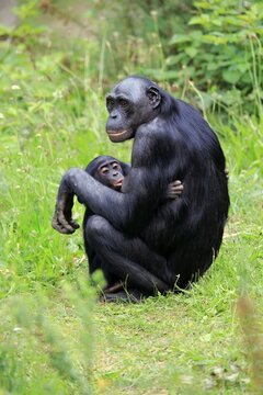 Bonobo, pygmy chimpanzee (Paniscus), adult, female, mother, young, nursing, social behaviour, endangered species, captive