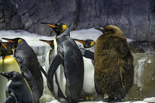 Emperor penguins (Aptenodytes forsteri) with young animal, captive, Osaka Aquarium Kaiyukan, Osaka, Japan