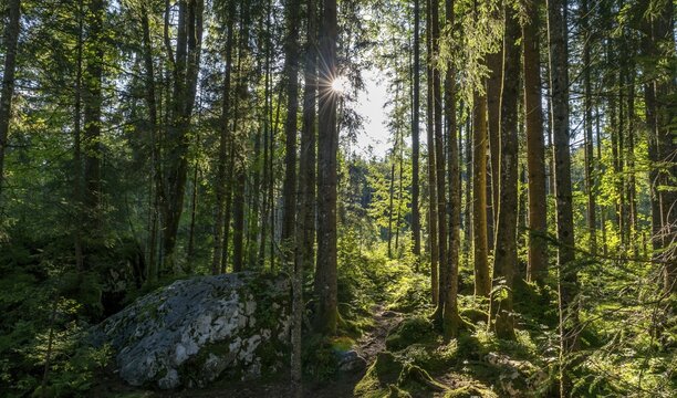 Sun shines through the forest, magic forest, Ramsau, Berchtesgaden National Park, Berchtesgaden area, Upper Bavaria, Germany