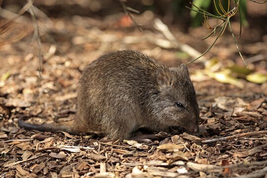 Long-nosed potoroo (Potorous tridactylus) adult, foraging, South Australia, Australia