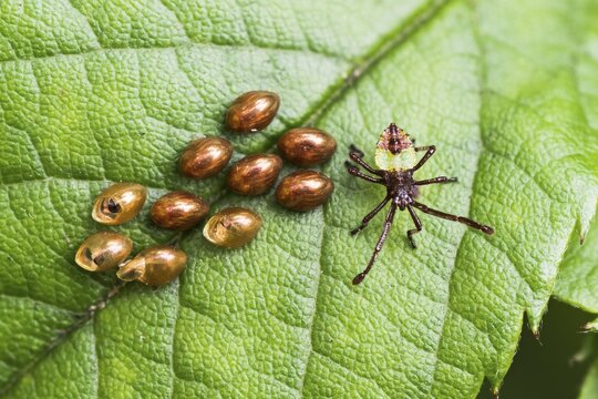 Box bug (Gonocerus acuteangulatus), eggs and freshly hatched larvae on rose leaf