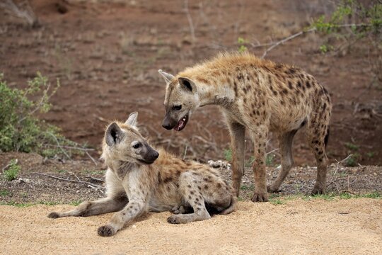 Two Spotted hyenas (Crocuta crocuta), social behaviour, Kruger National Park, South Africa