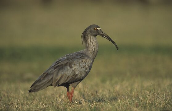 Plumbeous Ibis (Theristicus caerulescens) Pantanal, Brazil, South America