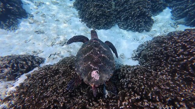 Hawksbill sea turtle swimming in tropical waters near Thoddoo Island, Maldives. Natural underwater snorkeling footage.
