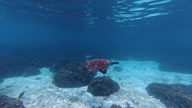 Sea turtle swimming above a coral reef near Thoddoo Island in the Maldives. Clear water snorkeling scene.