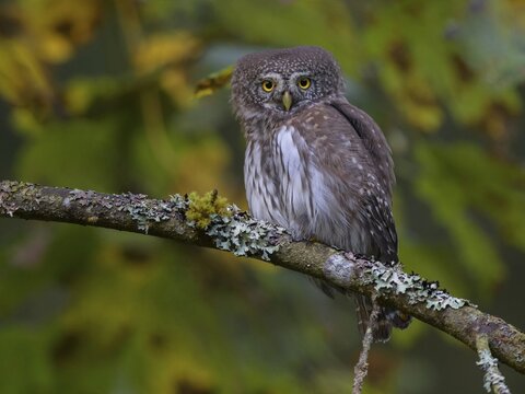 Pygmy Owl (Glaucidium passerinum), sitting on a branch covered with lichen and moss, Biosphere Reserve, Swabian Alb, Baden-W&uuml;rttemberg, Germany