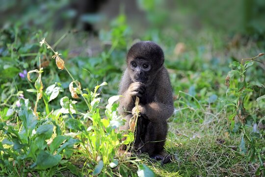 Brown woolly monkey (Lagothrix lagotricha), young animal eating, captive