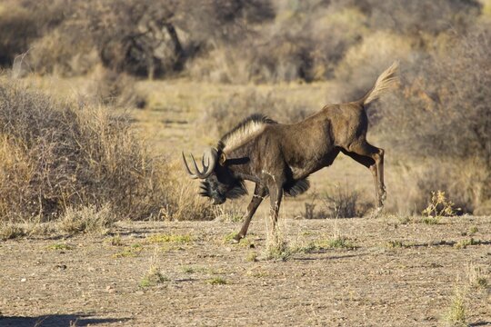 Bucking Black Wildebeest or White-tailed Gnu (Connochaetes gnou), Etosha National Park, Namibia