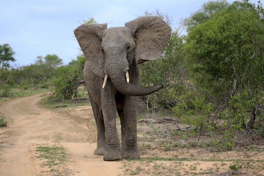 African elephant (Loxodonta africana), adult male, bull, display behaviour, Sabi Sand Game Reserve, Kruger National Park, South Africa