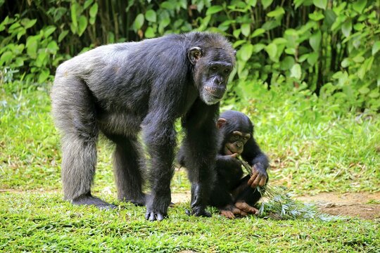 Chimpanzees (Pan troglodytes troglodytes), adult with young, eating, captive, occurrences in middle Africa