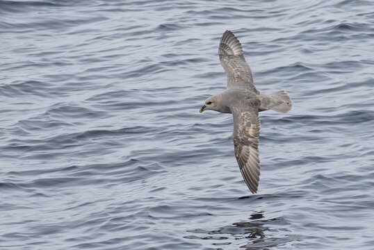 Flying Northern Fulmar (Fulmaris glacialis), Spitsbergen, Norway