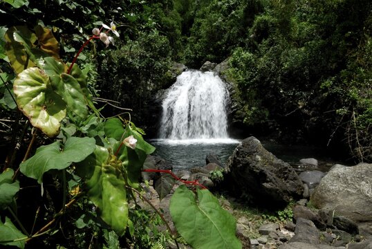 Waterfall in the primaeval forest, Rio Ochos, Jamaica, Caribbean, Central America