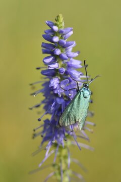 Spiked speedwell (Veronica spicata) with Green Forester (Adscita statices), Emsland, Lower Saxony, Germany