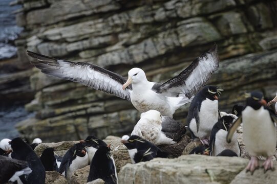 Black-browed Albatross (Thalassarche melanophris) in the middle of agressive Southern Rockhopper penguins (Eudyptes chrysocome), New Island, Falkland Islands, British Overseas Territory