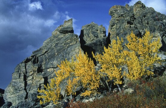 Aspen trees (Populus tremula) in Denali National Park, Alaska, USA
