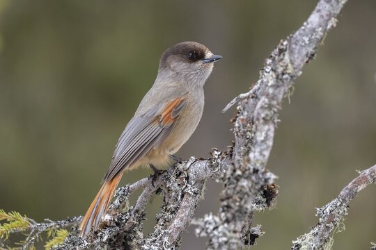 Siberian jay (Perisoreus infaustus) sitting on a branch, Kuusamo, Lapland, Finland