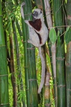 Coquerel's Sifaka (Propithecus coquereli), Madagascar