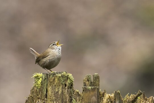 Eurasian wren (Troglodytes troglodytes) standing on dead wood, chirping, singing, Hesse, Germany