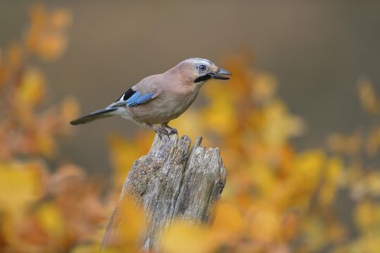 Eurasian jay (Garrulus glandarius), sitting on dead wood, in autumn, Swabian Alb Biosphere Reserve, Baden-W&uuml;rttemberg, Germany