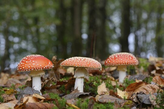 Fly agarics (Amanita muscaria), Emsland, Lower Saxony, Germany