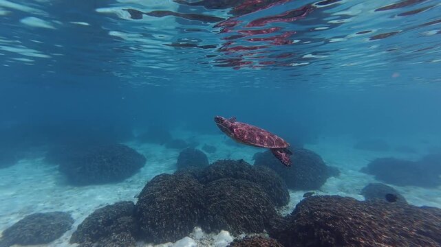 Hawksbill Turtle Gliding in Indian Ocean Thoddoo Island