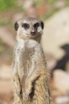 Meerkat (Suricata suricatta), captive, Germany