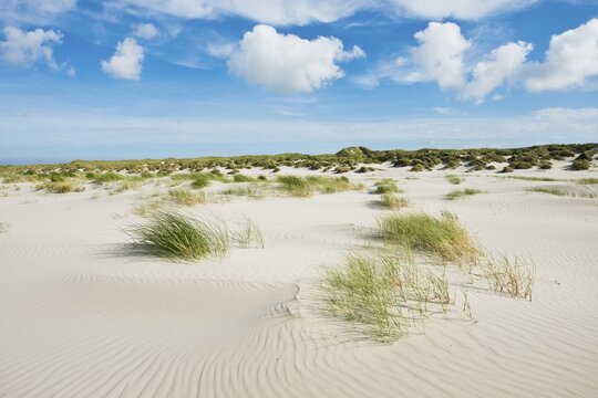 Dune landscape, Terschelling Island, Frisia, Netherlands