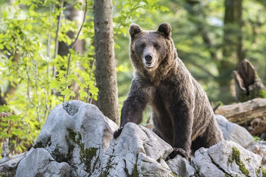 European brown bear (Ursus arctos arctos) in forest, in the wild, Notranjska region, Dinaric Alps, Slovenia