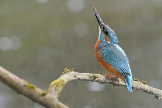 Common kingfisher (Alcedo atthis) perched on a branch, Cham, Switzerland, Europe