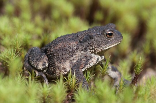 Common Toad (Bufo bufo), Emsland, Lower Saxony, Germany