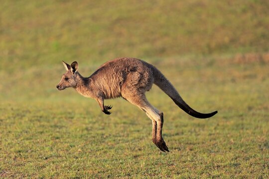 Eastern grey kangaroo (Macropus giganteus), adult, in a meadow, Maloney Beach, New South Wales, Australia
