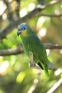 Orange-winged Amazon (Amazona amazonica), adult on tree, native to South America, captive
