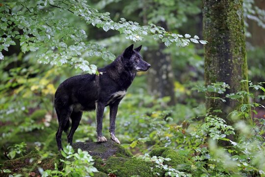 Eastern Wolf (Canis lupus lycaon), adult, captive, Eifel, Germany