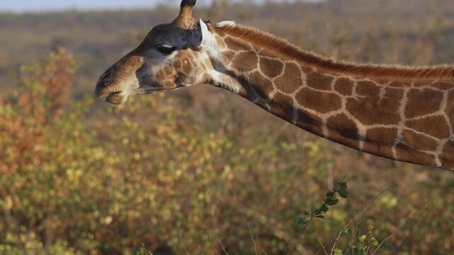 4K 30fps footage of a South African giraffe feeding in the Greater Mapungubwe Conservation Area, Botswana. Wildlife behaviour in natural mopane veld habitat, ideal for documentary and commercial use.