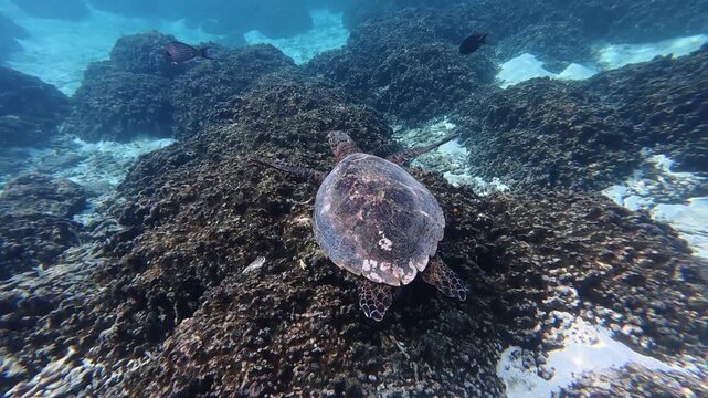 Hawksbill sea turtle gliding through the Indian Ocean near Thoddoo Island, Maldives. Calm underwater wildlife footage.