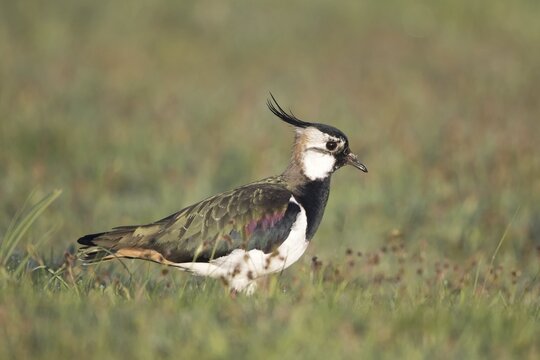 Northern lapwing (Vanellus vanellus) stands in the grass, Texel, Netherlands