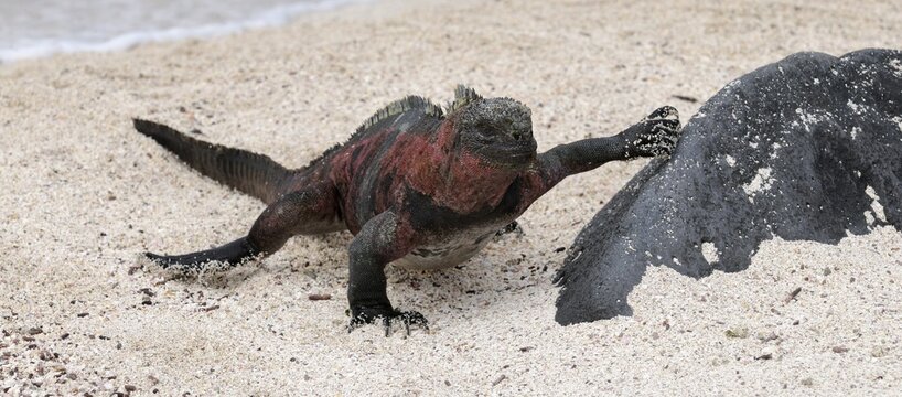Galapagos Marine Iguana (Amblyrhynchus cristatus mertensi), Santiago Island, Galapagos, Ecuador, South America