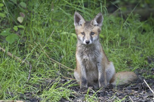 Red Fox (Vulpes vulpes), pup, North Hesse, Hesse, Germany