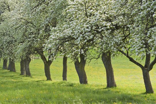 Avenue of pear trees in bloom, Geretschlag, Bucklige Welt, Lower Austria, Austria, Europe