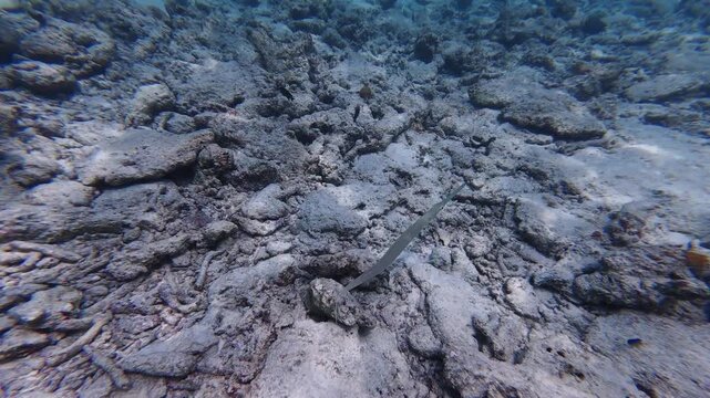Blue-spotted cornetfish (Fistularia commersonii) swimming over a coral reef in clear tropical water in the Maldives. Slender elongated reef fish captured during snorkeling.
