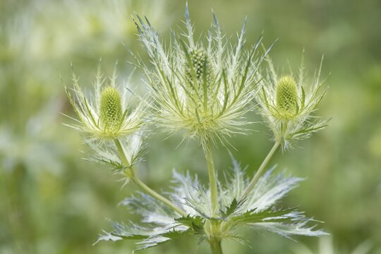 Alpine Eryngo (Eryngium alpinum), Vosges, Alsace-Lorraine, France