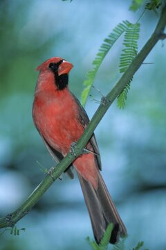 Common Cardinal, male, Sonora desert, Arizona, USA / (Cardinalis cardinalis)