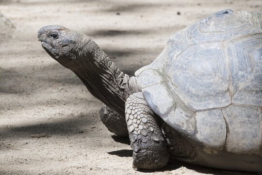 Aldabra giant tortoise (Aldabrachylis gigantea), Mahe, Seychelles