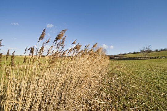 Reeds, St. Veit, Lower Austria, Austria, Europe