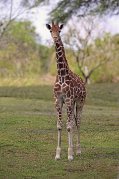 Reticulated Giraffe (Giraffa camelopardalis reticulata), adult, captive, Miami, Florida, USA
