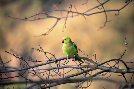 Rose-ringed parakeet or ring-necked parakeet (Psittacula krameri), adult on tree, Baden-W&uuml;rttemberg, Germany