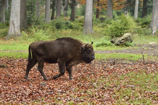 Wisent or European Bison (Bison bonasus), Bavarian Forest National Park game reserve, Neusch&ouml;nau, Lower Bavaria, Bavaria, Germany
