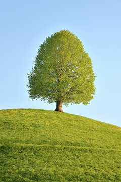 Solitary tree, linden tree (Tilia), during leaf growth on hill, Neuheim, Canton Zug, Switzerland