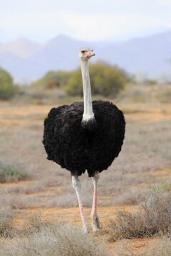 South African ostrich (Struthio camelus australis), adult male, Little Karoo, Western Cape, South Africa