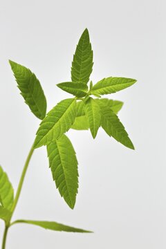 Lemon verbena (Aloysia triphylla), leaves, herbs, Ellerstadt, Germany